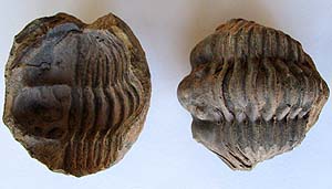 Moroccan Trilobite Fossil