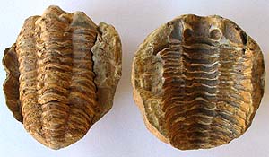 Moroccan Trilobite Fossil